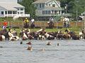 Chincoteague Pony Swim July 2007 061